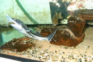 Риба белуга. Опис прісноводного резидента Риба белуга. Опис прісноводного резидента